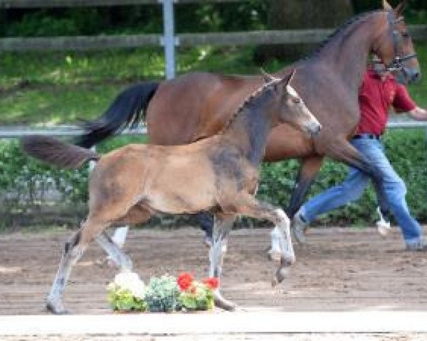 dressage horse Macarena (German Sport Horse, 2016, from Morricone)