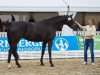 broodmare Laeticia (Hanoverian, 2013, from Lemony's Nicket)