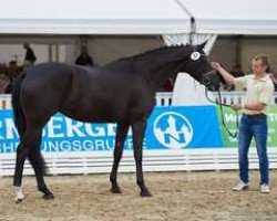 broodmare Laeticia (Hanoverian, 2013, from Lemony's Nicket)