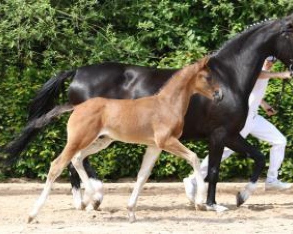 jumper Million Dreams (German Sport Horse, 2016, from Millepoint)