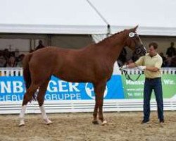 Dressurpferd Que Belle (Hannoveraner, 2013, von Quasar de Charry)