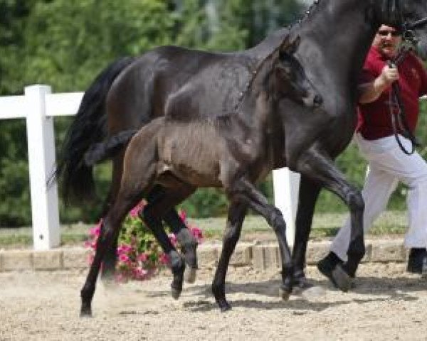 dressage horse Melvin (German Sport Horse, 2016, from E.H. Millennium)