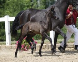 Dressurpferd Melvin (Deutsches Sportpferd, 2016, von E.H. Millennium)