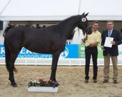 dressage horse Quantanamera (Hanoverian, 2013, from Quaterhall)