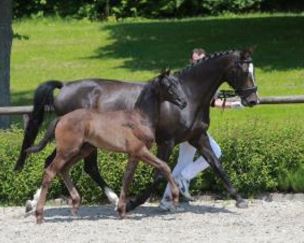 dressage horse Merveilleux S (Württemberger, 2016, from E.H. Millennium)