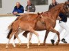 dressage horse Legends and love (Bavarian, 2016, from Londontime)