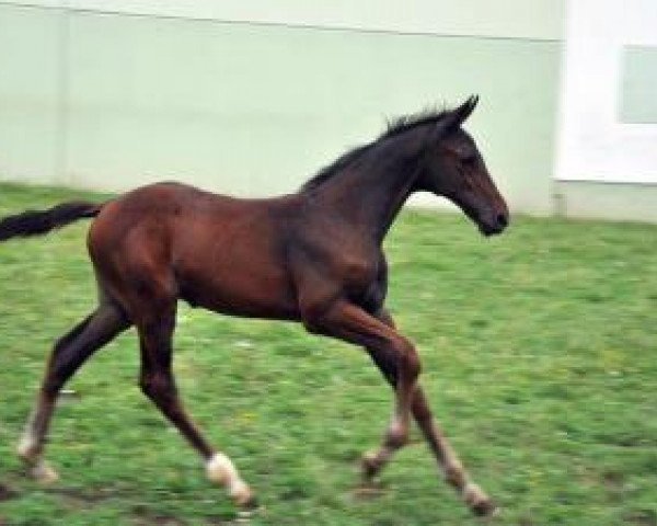 jumper London´s Boy (German Sport Horse, 2016, from London)