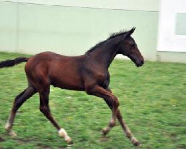 Springpferd London´s Boy (Deutsches Sportpferd, 2016, von London)