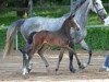 jumper Keep Lucky (German Sport Horse, 2016, from Kasanova de La Pomme)