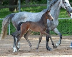 Springpferd Keep Lucky (Deutsches Sportpferd, 2016, von Kasanova de La Pomme)