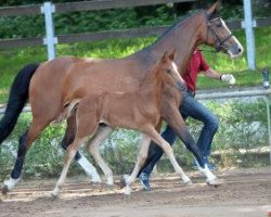 Springpferd Ivel (Deutsches Sportpferd, 2016, von I'm Special de Muze)