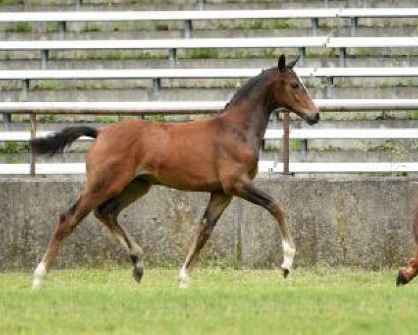 dressage horse Goldmarie (Bavarian, 2016, from Goldberg 15)