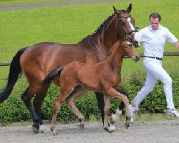 Dressurpferd Francesca (Deutsches Sportpferd, 2016, von Franklin)