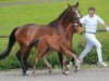 dressage horse Francesca (German Sport Horse, 2016, from Franklin)