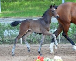 dressage horse Frapin (German Sport Horse, 2016, from Florenz 71)