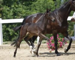 dressage horse Finest Boy (German Sport Horse, 2016, from Finest)