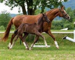 dressage horse First choice HS (German Sport Horse, 2016, from Feedback 16)