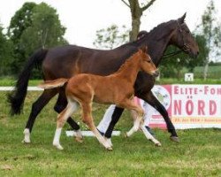 dressage horse Fabelhaft (German Sport Horse, 2016, from Farron)