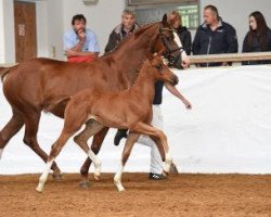 broodmare Florida Sun (Bavarian, 2016, from Tannenhof's Fahrenheit)