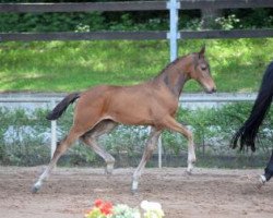 dressage horse Feenwunder (German Sport Horse, 2016, from Tannenhof's Fahrenheit)