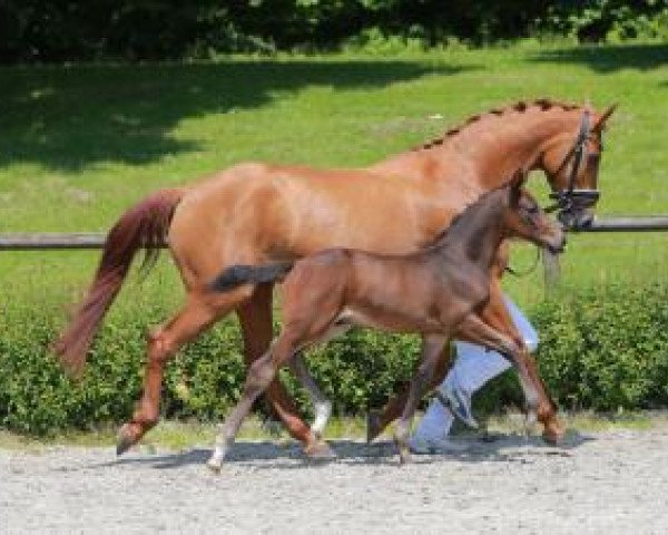 dressage horse Fellini (Württemberger, 2016, from Tannenhof's Fahrenheit)