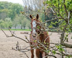 Pferd Aranjo (Westfale, 1996, von Azur de Paulstra)