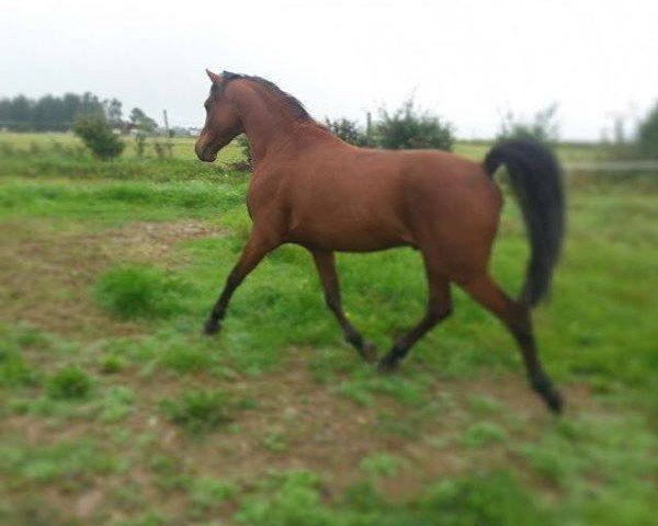 horse Castello d´Negró (Welsh-Pony (Section B), 2008)