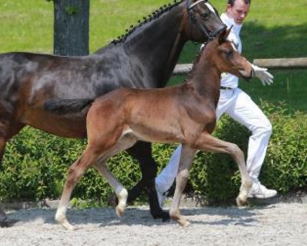 stallion Floralis (German Sport Horse, 2016, from Tannenhof's Fahrenheit)