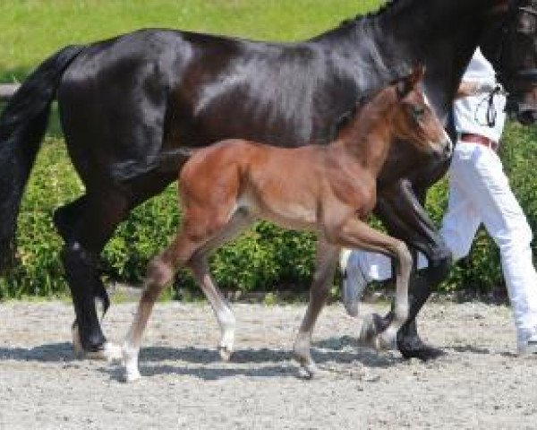 dressage horse Free Passion (German Sport Horse, 2016, from Tannenhof's Fahrenheit)