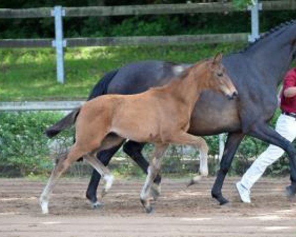 Dressurpferd Eternity (Deutsches Sportpferd, 2016, von Escolar)