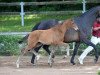 dressage horse Eternity (German Sport Horse, 2016, from Escolar)