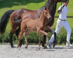 dressage horse El Diabolo (German Sport Horse, 2016, from Escolar)