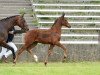 dressage horse Daiquiri (Bavarian, 2016, from Don Nobless)