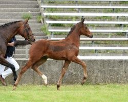 dressage horse Daiquiri (Bavarian, 2016, from Don Nobless)