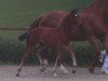 dressage horse Dimitri (Württemberger, 2016, from Don Frederico)