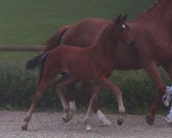 dressage horse Dimitri (Württemberger, 2016, from Don Frederico)