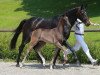 horse Dancing Girl (Württemberger, 2016, from Don Crusador)