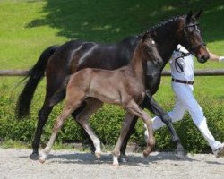 horse Dancing Girl (Württemberger, 2016, from Don Crusador)