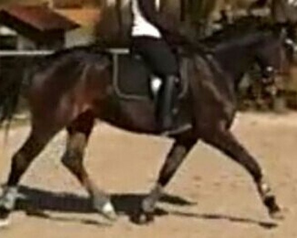 dressage horse Ballfee 2 (Hanoverian, 2010, from Bonifatius)