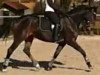 dressage horse Ballfee 2 (Hanoverian, 2010, from Bonifatius)