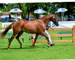 broodmare Kassiopeia May (Bavarian, 2011, from Blickpunkt 4)