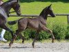 dressage horse Diptam (Württemberger, 2016, from De Niro)