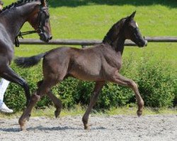 dressage horse Diptam (Württemberger, 2016, from De Niro)