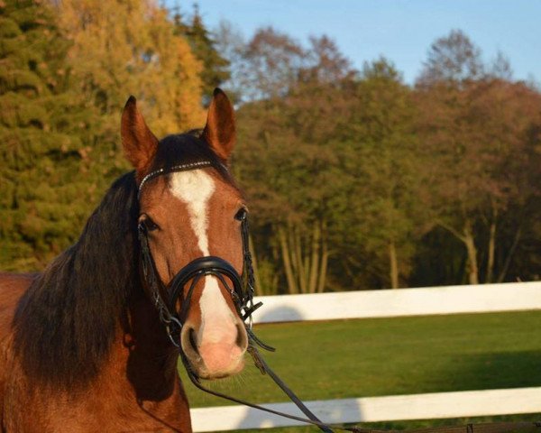 Dressurpferd Samira (Connemara-Pony, 2011)