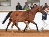 jumper Corbeille Royale (Bavarian, 2016, from Cornet Obolensky)