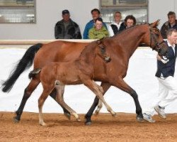 Springpferd Corbeille Royale (Bayer, 2016, von Cornet Obolensky)