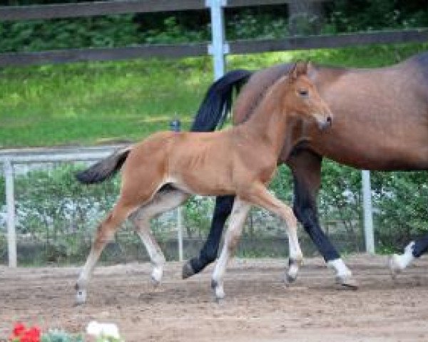 Dressurpferd Coco Loco (Deutsches Sportpferd, 2016, von Cordess 2)