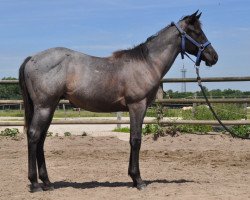 Pferd Blue Scotch on Ice (Quarter Horse, 2015)