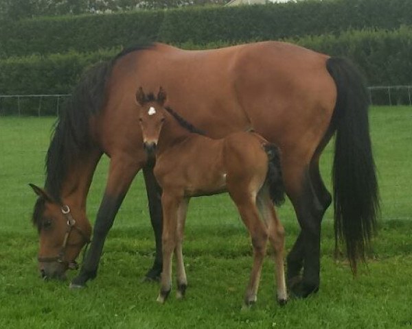 broodmare Cinderella (Holsteiner, 2010, from Caspar (Berlin))