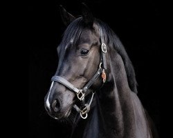 dressage horse Santiano 54 (Hanoverian, 2015, from Scuderia)